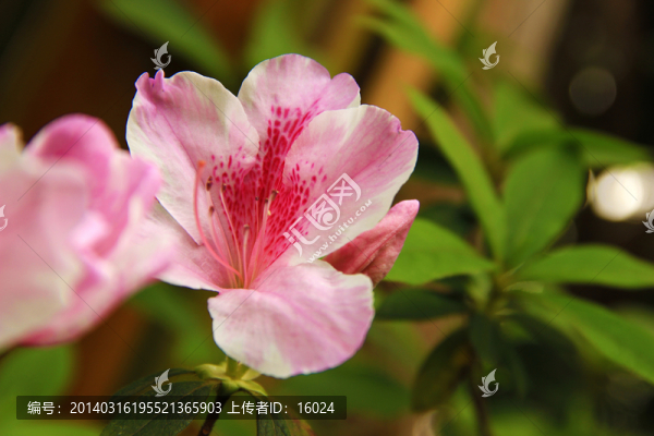 杜鵑花