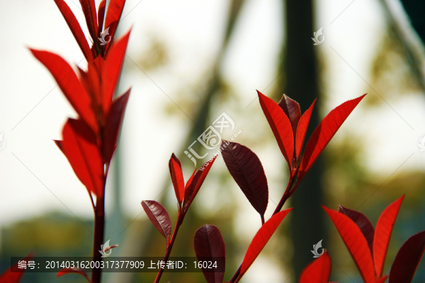 紅葉紅