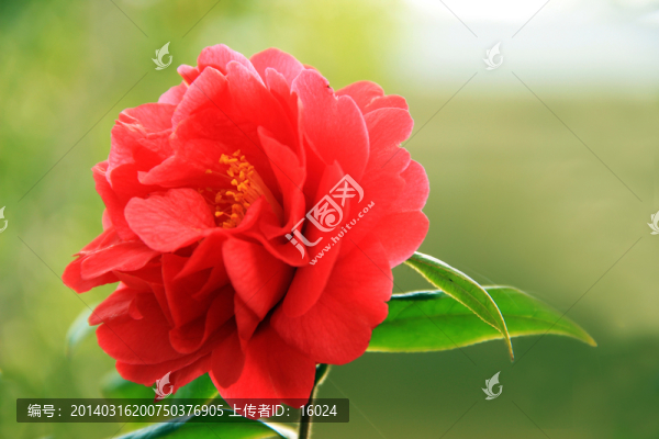 山茶花