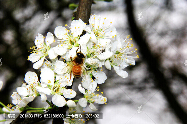 李子花