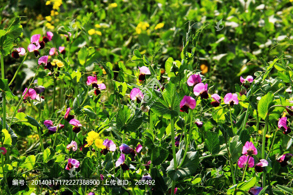 豌豆花