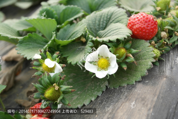 草莓