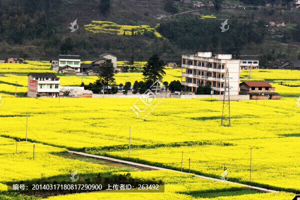 油菜花