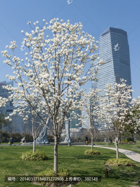 上海陸家嘴風光,春天,白玉蘭