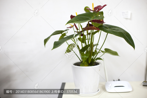 綠植,盆栽,花卉,綠葉,室內(nèi)