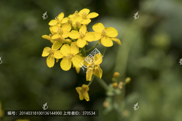 油菜花,金黃,花卉,特寫,靜物
