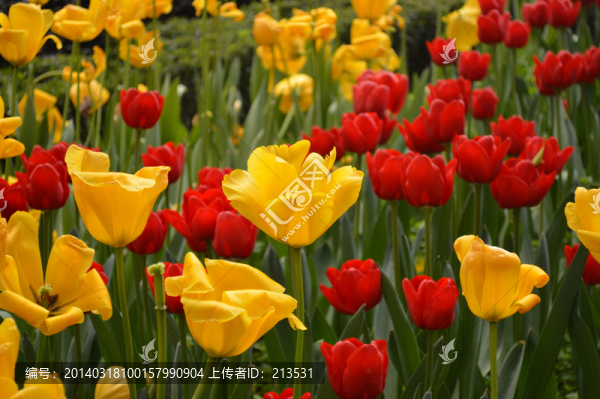 郁金香,鮮花
