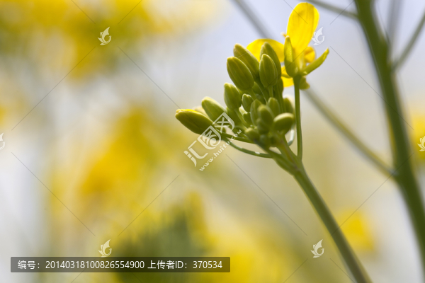 油菜花,金黃,花卉,特寫,靜物