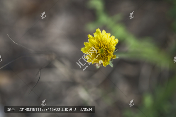 花卉,葉子,植物,春天,晴天