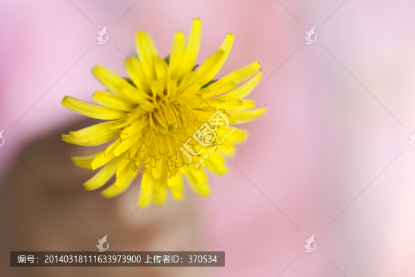 花卉,葉子,植物,春天,晴天