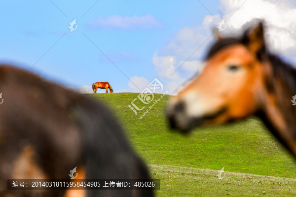 駿馬