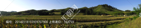 豐收的玉米地