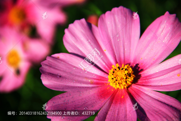 粉色格?；? title=