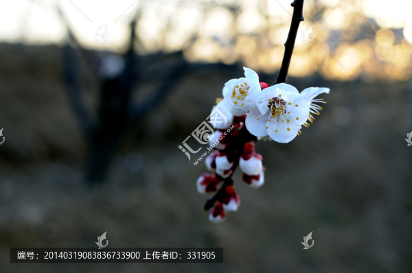 杏花