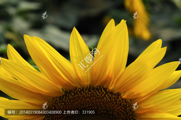 向日葵