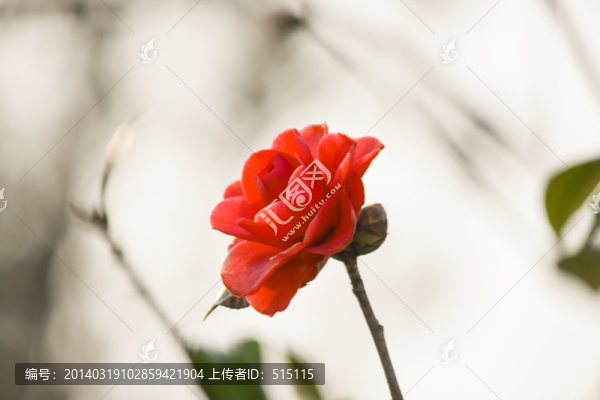 紅色山茶花