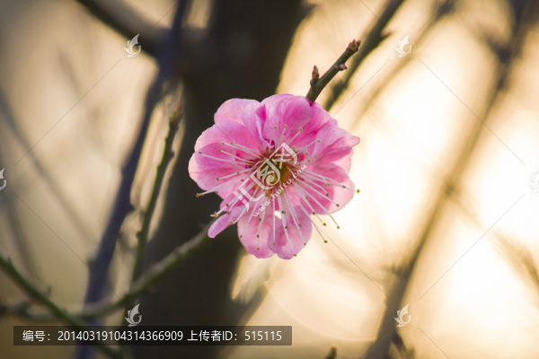 盛開的梅花