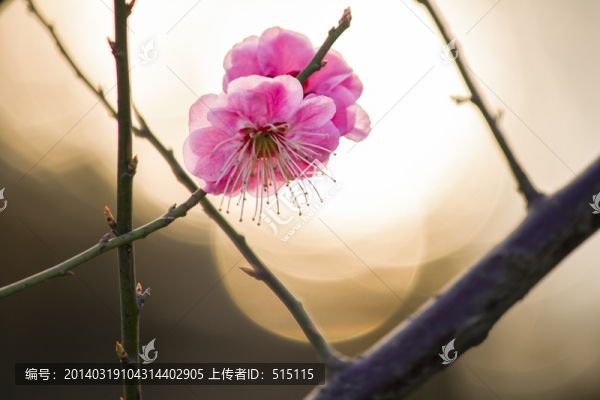 盛開的梅花