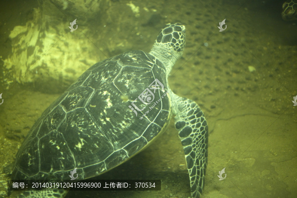 海底世界,海洋動(dòng)物,海龜