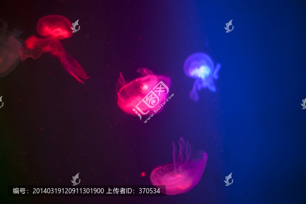 連云港,海底世界,水母,海洋生