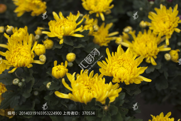 菊花,盆栽,花卉,金黃,室內(nèi)