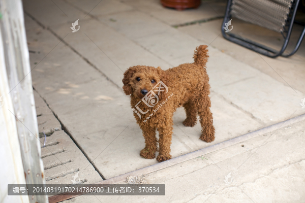 寵物犬
