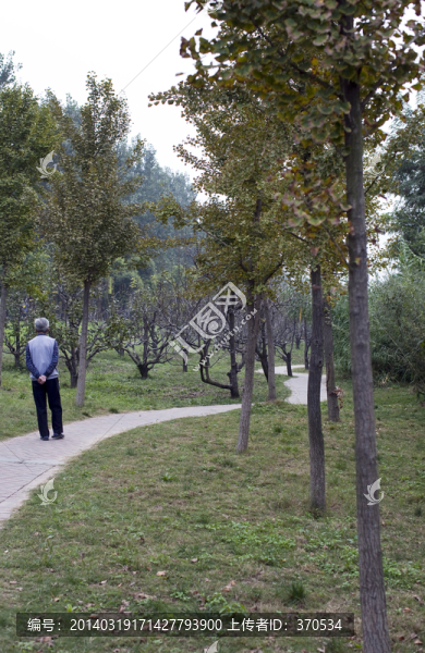 城市公園,柳樹灣,戶外,踏青