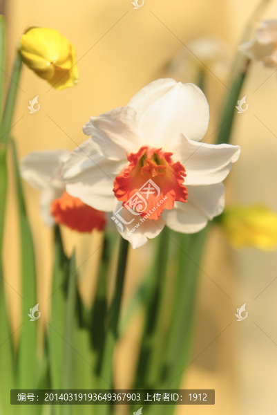 水仙花