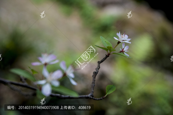 垂絲海棠