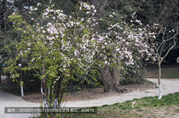 櫻花