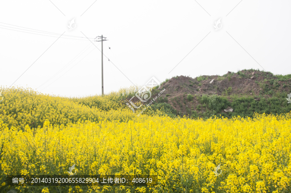 油菜花