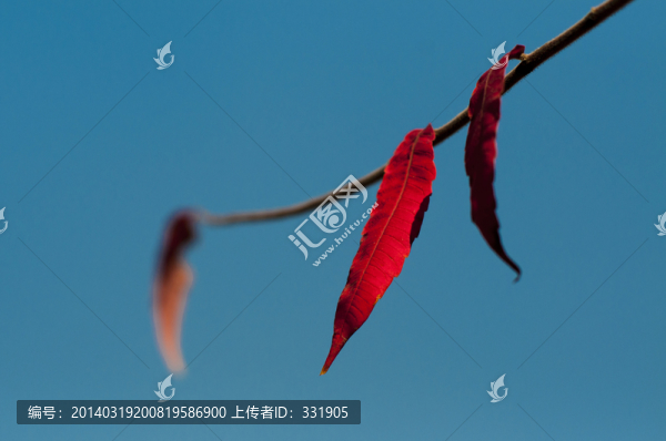 紅葉