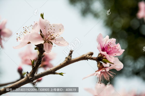 春來桃花開