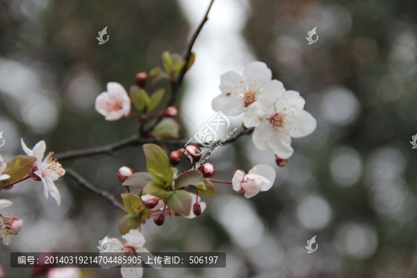 木梨花