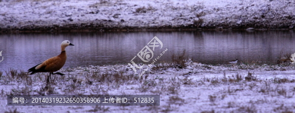 托縣南湖濕地