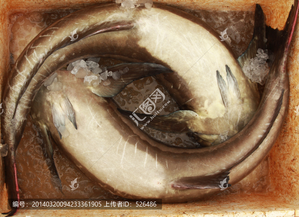 冰鮮魚(yú)