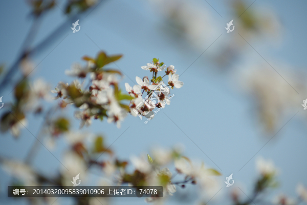 櫻花