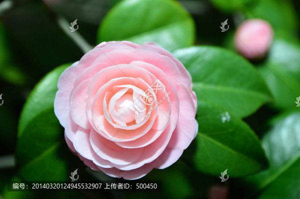 茶花