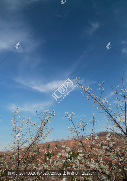櫻桃花開(kāi)