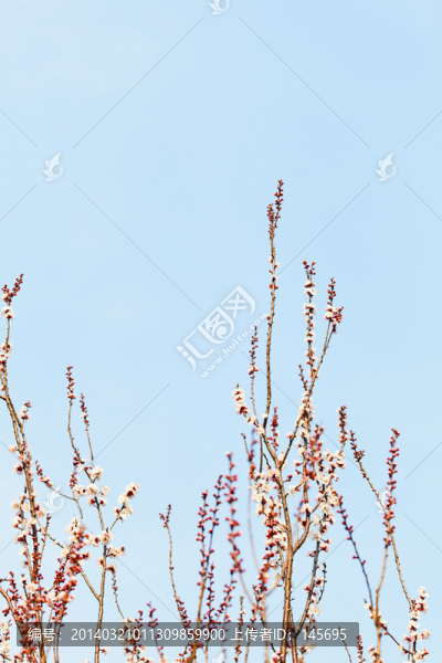 花叢