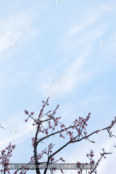櫻花,前景