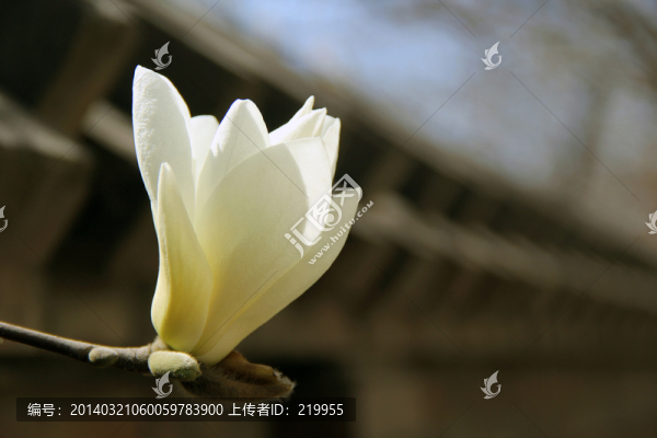 玉蘭出墻,玉蘭花