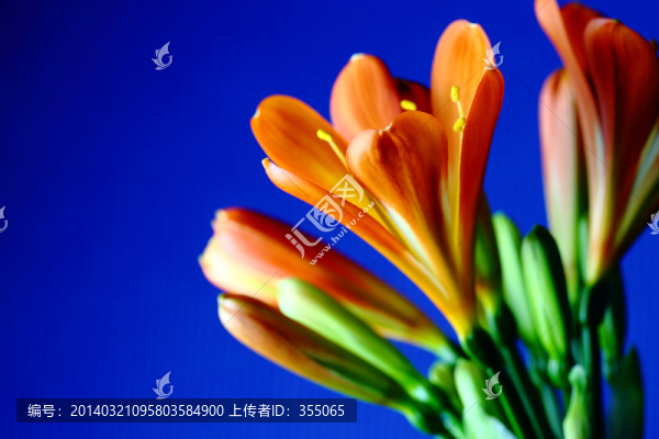 君子蘭