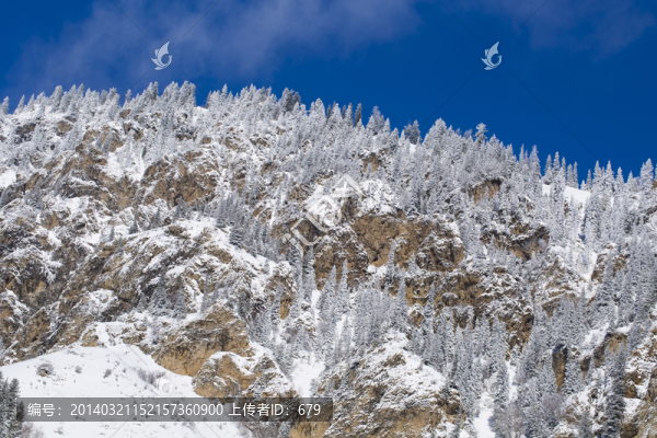森林,雪景