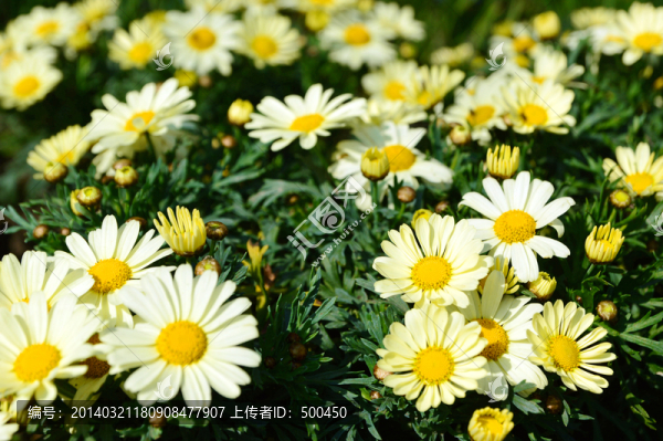 野菊花