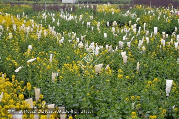 油菜花