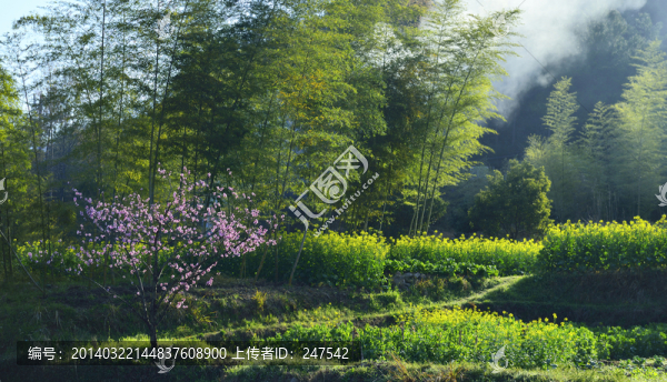 桃花,盛開(kāi),春天,粉紅,艷麗