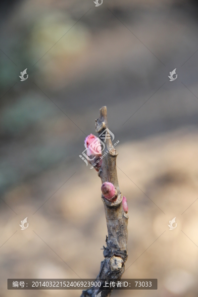 牡丹花,芽