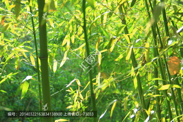 翠竹,竹林,竹子,,竹園