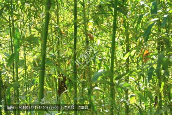 翠竹,竹林,竹子,,竹園